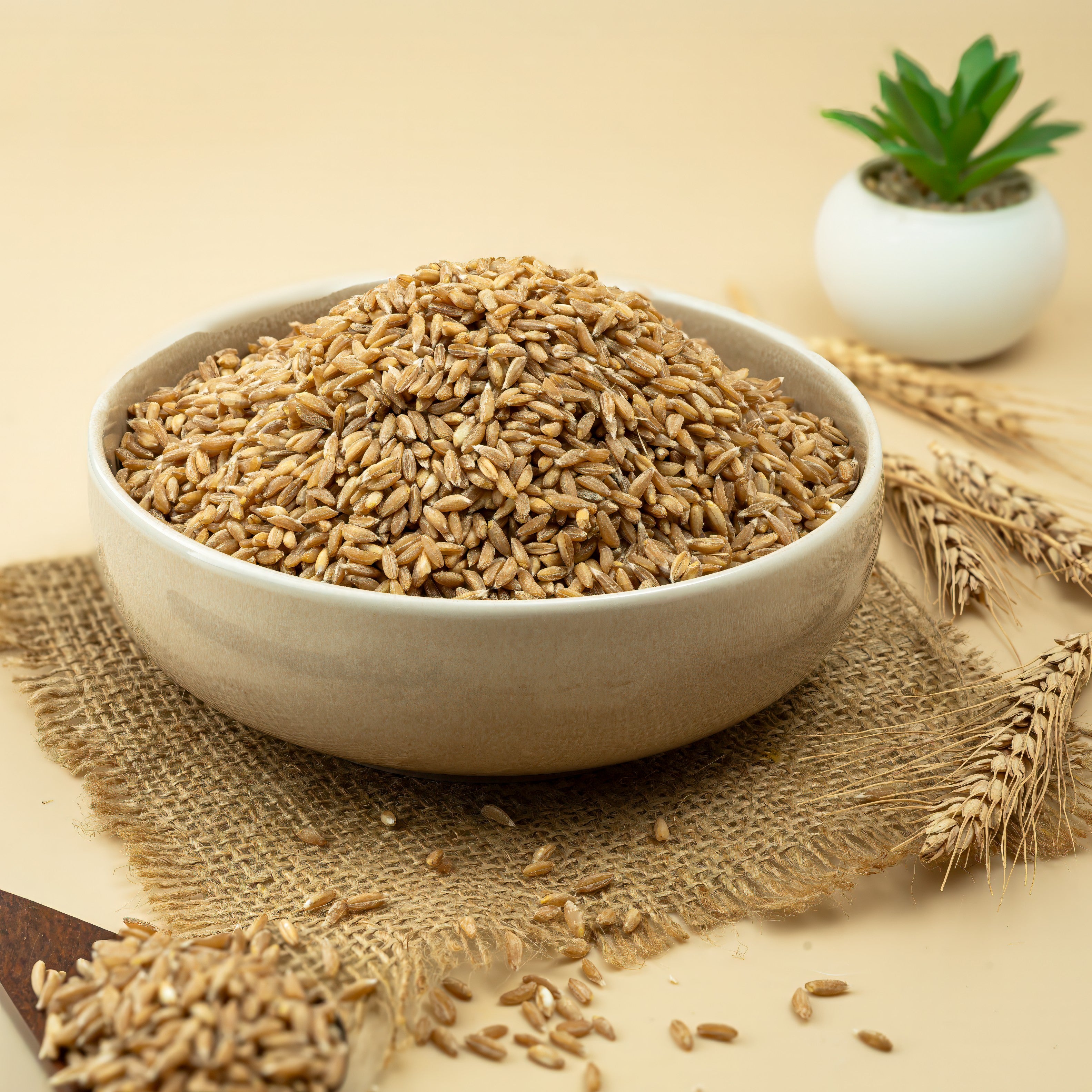 Emmer Khapli Wheat
